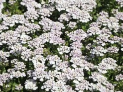 Immergrüne Schleifenblume 'Masterpiece' ® 9 Immergrüne Schleifenblume 'Masterpiece' ® -Günstiges Erd Seele Geschäft immergruene schleifenblume masterpiece m083468 w 0