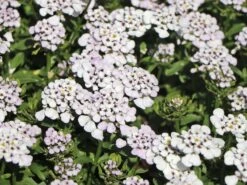 Immergrüne Schleifenblume 'Masterpiece' ® 10 Immergrüne Schleifenblume 'Masterpiece' ® -Günstiges Erd Seele Geschäft immergruene schleifenblume masterpiece m083468 w 1