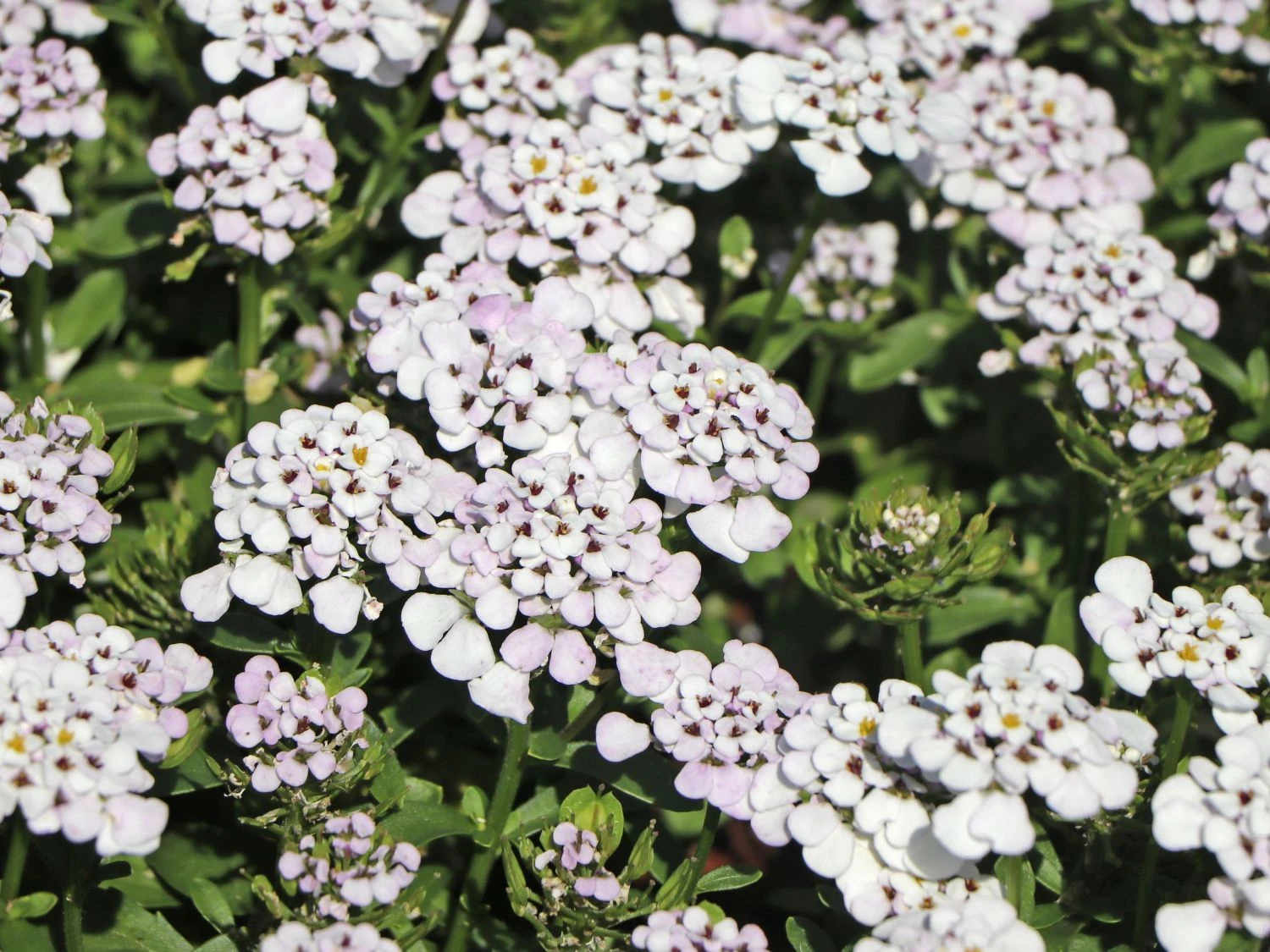 Immergrüne Schleifenblume 'Masterpiece' ® 6 Immergrüne Schleifenblume 'Masterpiece' ® – Bild 4