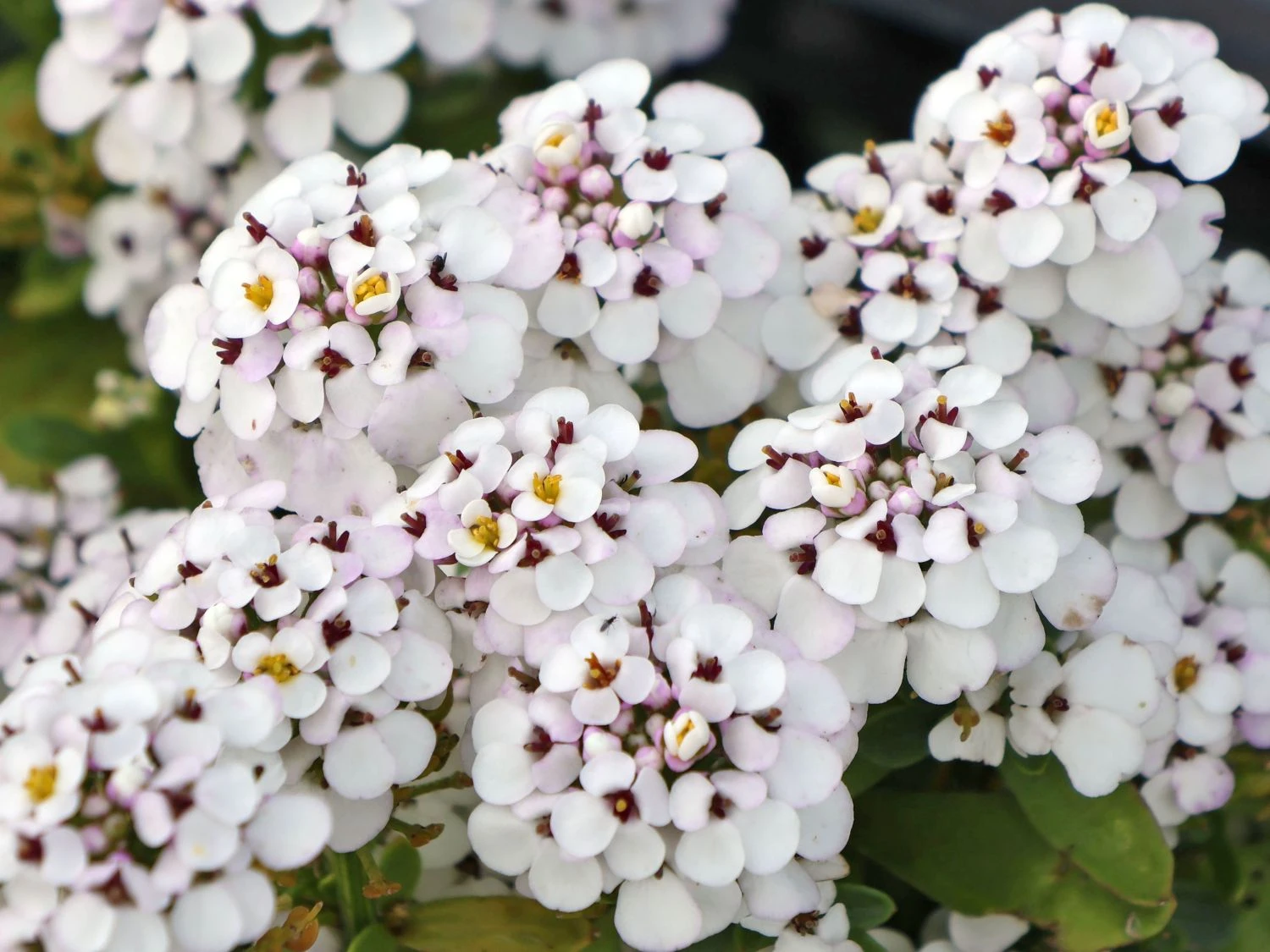 Immergrüne Schleifenblume 'Masterpiece' ® 4 Immergrüne Schleifenblume 'Masterpiece' ® – Bild 2