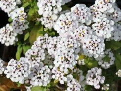 Immergrüne Schleifenblume 'Masterpiece' ® 11 Immergrüne Schleifenblume 'Masterpiece' ® -Günstiges Erd Seele Geschäft immergruene schleifenblume masterpiece m083468 w 3