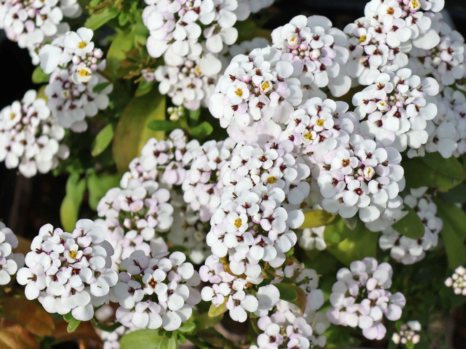 Immergrüne Schleifenblume 'Masterpiece' ® 7 Immergrüne Schleifenblume 'Masterpiece' ® – Bild 5