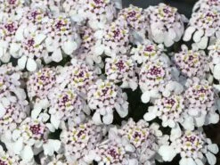 Immergrüne Schleifenblume 'Pink Ice'