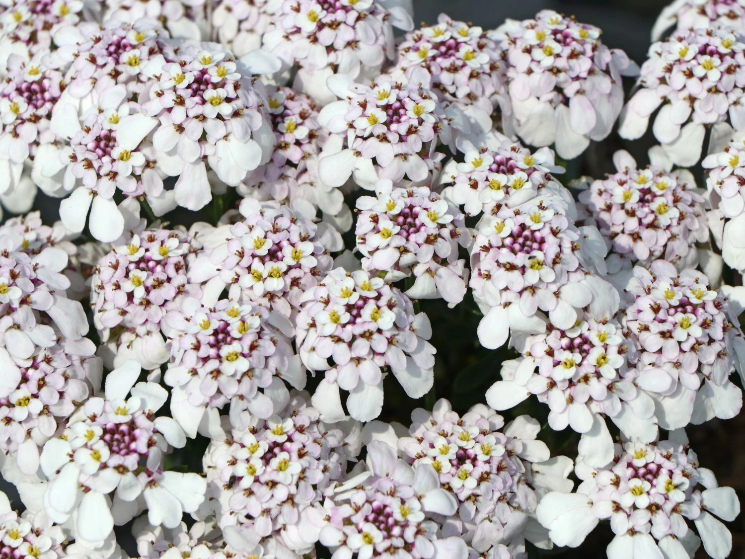 Immergrüne Schleifenblume 'Pink Ice' 3 Immergrüne Schleifenblume 'Pink Ice'