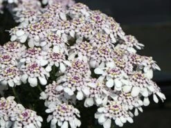 Immergrüne Schleifenblume 'Pink Ice' 13 Immergrüne Schleifenblume 'Pink Ice' -Günstiges Erd Seele Geschäft immergruene schleifenblume pink ice m102120 w 0 1