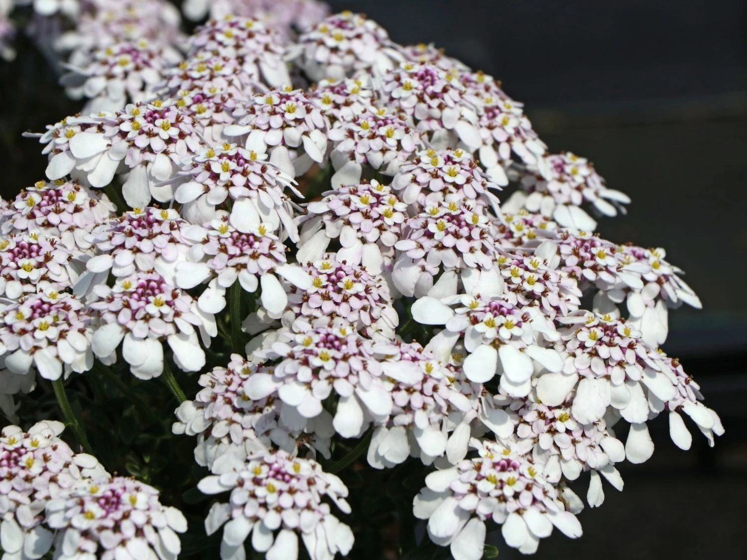 Immergrüne Schleifenblume 'Pink Ice' 6 Immergrüne Schleifenblume 'Pink Ice' – Bild 4