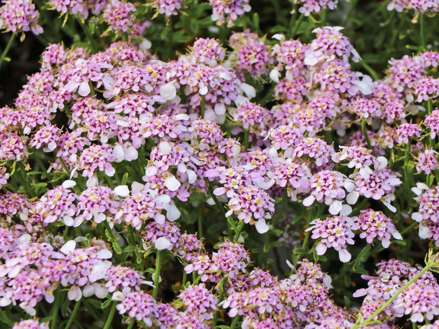 Immergrüne Schleifenblume 'Pink Ice' 5 Immergrüne Schleifenblume 'Pink Ice' – Bild 3