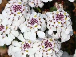 Immergrüne Schleifenblume 'Pink Ice' 16 Immergrüne Schleifenblume 'Pink Ice' -Günstiges Erd Seele Geschäft immergruene schleifenblume pink ice m102120 w 1 1