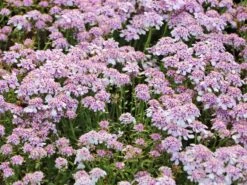 Immergrüne Schleifenblume 'Pink Ice' 14 Immergrüne Schleifenblume 'Pink Ice' -Günstiges Erd Seele Geschäft immergruene schleifenblume pink ice m102120 w 1