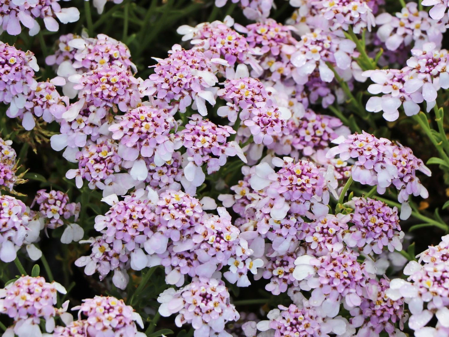 Immergrüne Schleifenblume 'Pink Ice' 4 Immergrüne Schleifenblume 'Pink Ice' – Bild 2