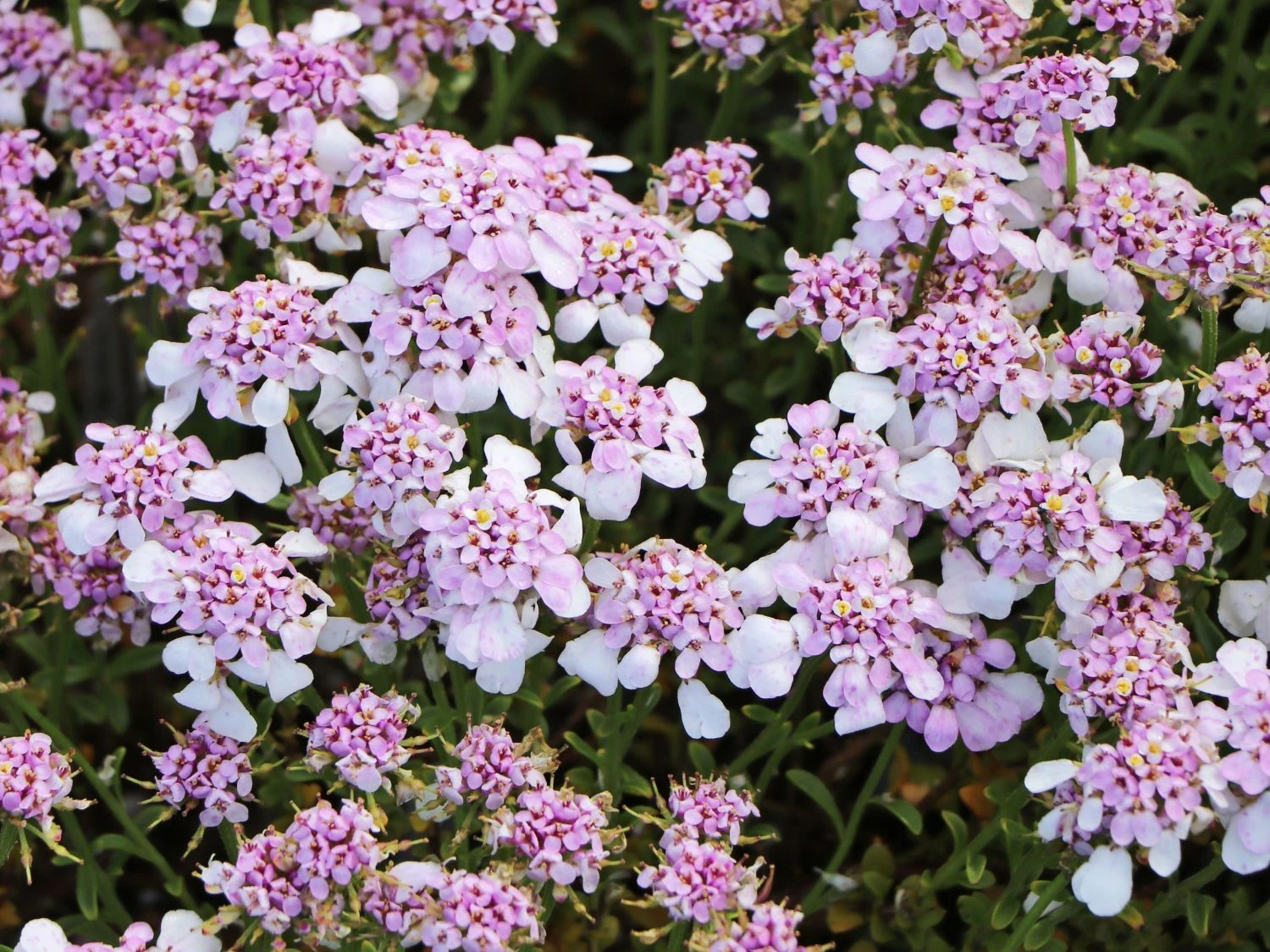 Immergrüne Schleifenblume 'Pink Ice' 8 Immergrüne Schleifenblume 'Pink Ice' – Bild 6