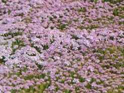 Immergrüne Schleifenblume 'Pink Ice' 17 Immergrüne Schleifenblume 'Pink Ice' -Günstiges Erd Seele Geschäft immergruene schleifenblume pink ice m102120 w 4