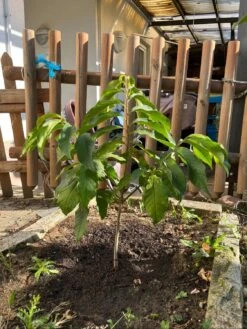 Indianerbanane / Papau -Günstiges Erd Seele Geschäft indianerbanane papau m047067 1109014 0