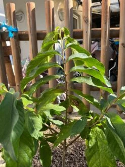 Indianerbanane / Papau -Günstiges Erd Seele Geschäft indianerbanane papau m047067 1109014 1