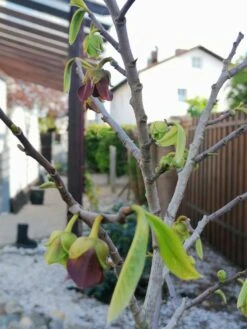 Indianerbanane / Papau -Günstiges Erd Seele Geschäft indianerbanane papau m047067 1227319 0