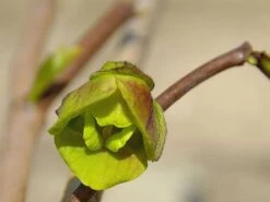 Indianerbanane / Papau -Günstiges Erd Seele Geschäft indianerbanane papau m047067 w 0