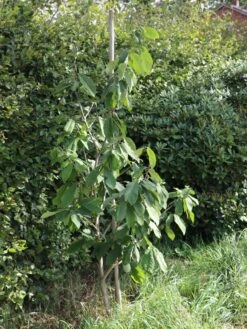 Indianerbanane / Papau -Günstiges Erd Seele Geschäft indianerbanane papau m047067 w 1