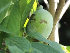 Indianerbanane / Papau -Günstiges Erd Seele Geschäft indianerbanane papau m047067 w 2