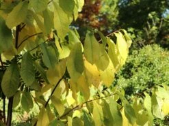 Indianerbanane / Papau -Günstiges Erd Seele Geschäft indianerbanane papau m047067 w 4