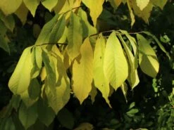 Indianerbanane / Papau -Günstiges Erd Seele Geschäft indianerbanane papau m047067 w 5