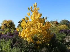 Indianerbanane / Papau -Günstiges Erd Seele Geschäft indianerbanane papau m047067 w 6