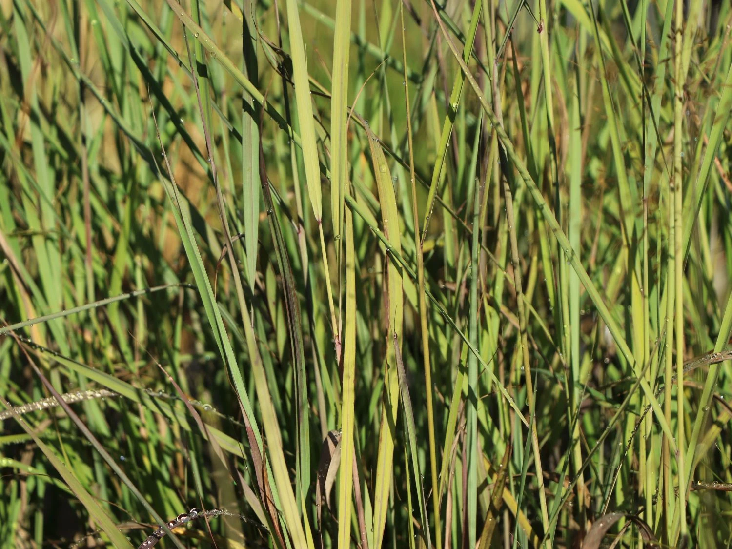 Indianergras 'Indian Steel' 3 Indianergras 'Indian Steel'