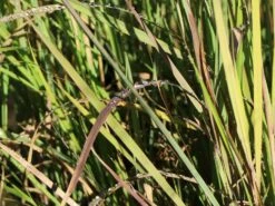 Indianergras 'Indian Steel' 6 Indianergras 'Indian Steel' -Günstiges Erd Seele Geschäft indianergras indian steel m060530 w 0