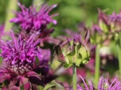 Indianernessel 'Scorpion' 9 Indianernessel 'Scorpion' -Günstiges Erd Seele Geschäft indianernessel scorpion m059630 w 1