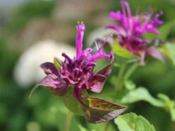 Indianernessel 'Scorpion' 12 Indianernessel 'Scorpion' -Günstiges Erd Seele Geschäft indianernessel scorpion m059630 w 2