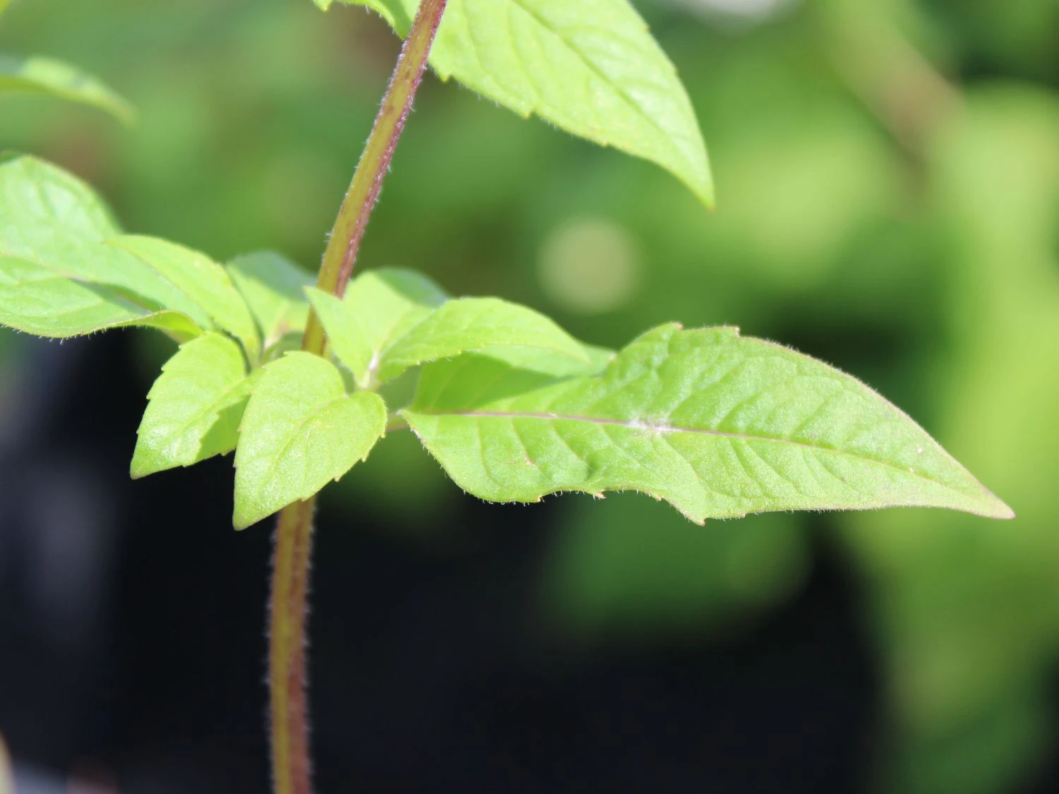 Indianernessel 'Scorpion' 6 Indianernessel 'Scorpion' – Bild 4