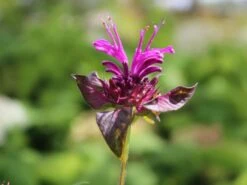 Indianernessel 'Scorpion' 13 Indianernessel 'Scorpion' -Günstiges Erd Seele Geschäft indianernessel scorpion m059630 w 4