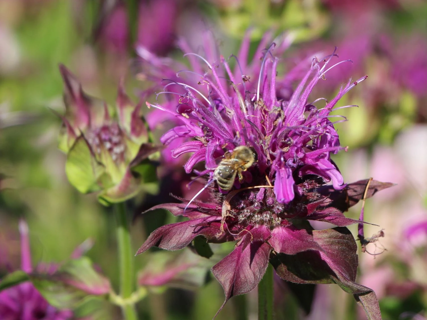 Indianernessel 'Scorpion' 5 Indianernessel 'Scorpion' – Bild 3