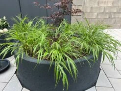 Japan Berggras -Günstiges Erd Seele Geschäft japan berggras m010764 1158705 1