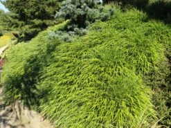 Japan Berggras -Günstiges Erd Seele Geschäft japan berggras m010764 w 0