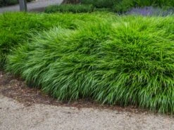 Japan Berggras -Günstiges Erd Seele Geschäft japan berggras m010764 w 1