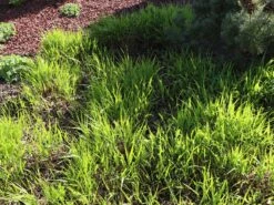 Japan Berggras -Günstiges Erd Seele Geschäft japan berggras m010764 w 2