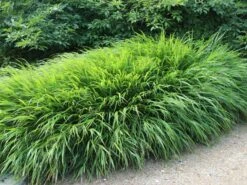 Japan Berggras -Günstiges Erd Seele Geschäft japan berggras m010764 w 4