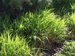 Japan Berggras -Günstiges Erd Seele Geschäft japan berggras m010764 w 5