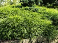 Japan Berggras -Günstiges Erd Seele Geschäft japan berggras m010764 w 6