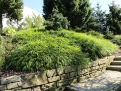 Japan Berggras -Günstiges Erd Seele Geschäft japan berggras m010764 w 7