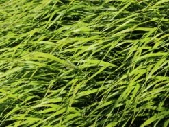 Japan Berggras -Günstiges Erd Seele Geschäft japan berggras m010764 w 8