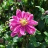 Japan-Herbst-Anemone 'Bressingham Glow' 2 Japan-Herbst-Anemone 'Bressingham Glow' -Günstiges Erd Seele Geschäft japan herbst anemone bressingham glow m010932 h 0