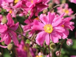 Japan-Herbst-Anemone 'Bressingham Glow' -Günstiges Erd Seele Geschäft japan herbst anemone bressingham glow m010932 w 1