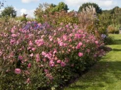 Japan-Herbst-Anemone 'Bressingham Glow' -Günstiges Erd Seele Geschäft japan herbst anemone bressingham glow m010932 w 2