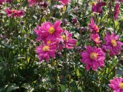 Japan-Herbst-Anemone 'Bressingham Glow' -Günstiges Erd Seele Geschäft japan herbst anemone bressingham glow m010932 w 3