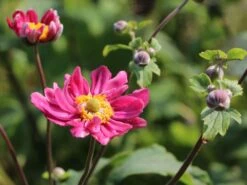 Japan-Herbst-Anemone 'Bressingham Glow' -Günstiges Erd Seele Geschäft japan herbst anemone bressingham glow m010932 w 4