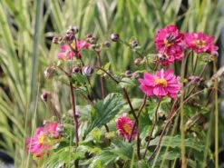 Japan-Herbst-Anemone 'Bressingham Glow' -Günstiges Erd Seele Geschäft japan herbst anemone bressingham glow m010932 w 5