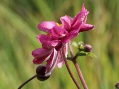 Japan-Herbst-Anemone 'Bressingham Glow' -Günstiges Erd Seele Geschäft japan herbst anemone bressingham glow m010932 w 6