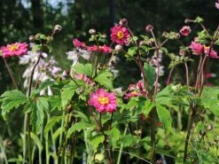 Japan-Herbst-Anemone 'Bressingham Glow' -Günstiges Erd Seele Geschäft japan herbst anemone bressingham glow m010932 w 7