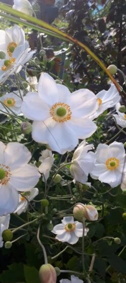 Japan-Herbst-Anemone 'Honorine Jobert' -Günstiges Erd Seele Geschäft japan herbst anemone honorine jobert m001564 1259849 0